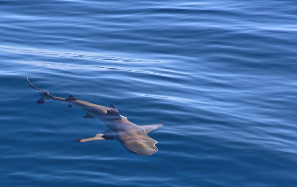 Біля узбережжя Ізраїлю акула напала на людину