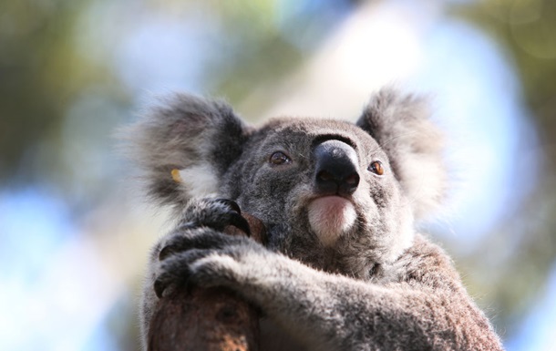 В Австралії з гвинтокрила розстріляли 700 коал