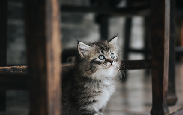 В Киеве парень в Telegram издевался над котенком