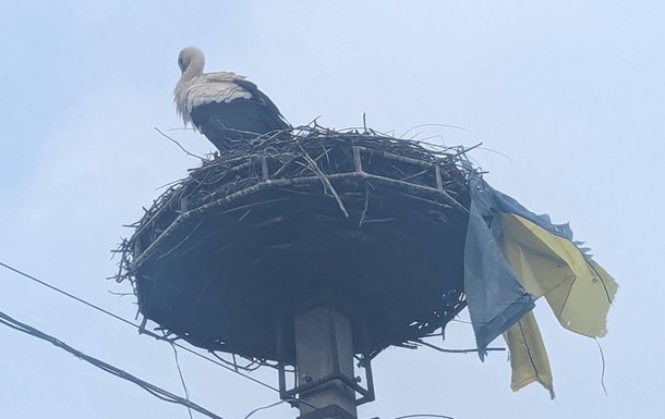 На Закарпатье аист принес в гнездо флаг Украины