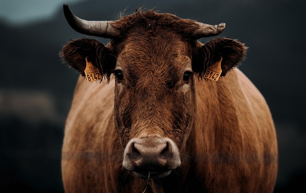 В Харьковской области 10  шахедов  атаковали ферму: погибли коровы