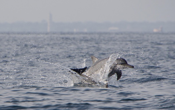 У Маріуполі фіксують мор дельфінів і птахів