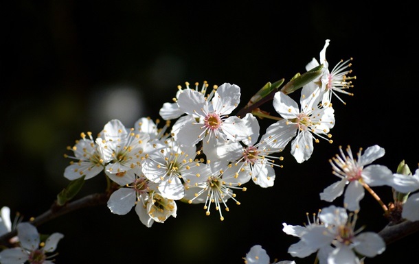 Свята 29 квітня 2025 року: що не можна робити в цей день