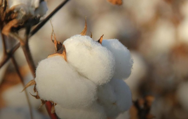 В Україні планують зробити бавовник стратегічною культурою