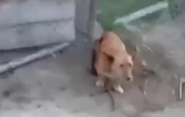 На Закарпатье подростки до смерти забили палкой привязанную собаку