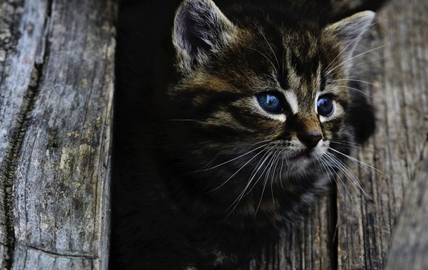 Свята 8 травня 2025 року: іменини, прикмети