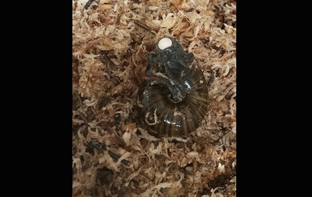 Вчені вперше зняли, як великий новозеландський равлик відкладає яйце