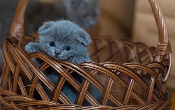 Гороскоп для знаков зодиака на 13 мая 2025 года