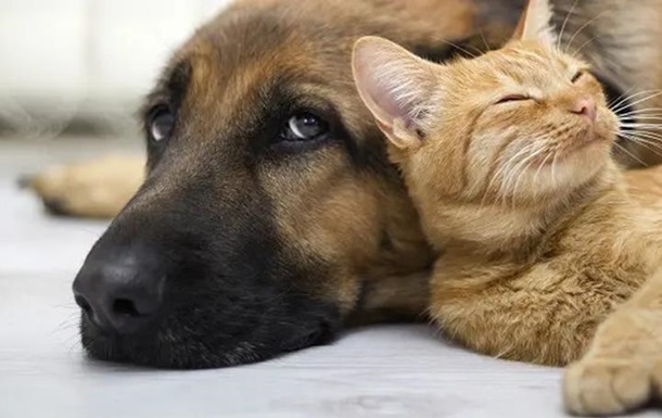 Реєстрація котів та собак: що треба знати