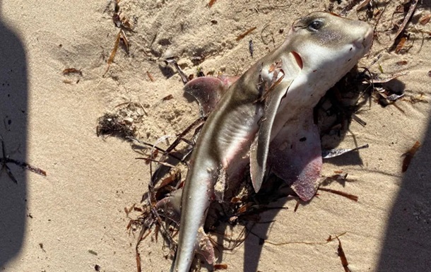 В Австралії через токсичні водорості загинули сотні морських тварин
