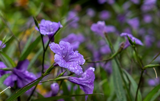 Украину накроют дожди и грозы