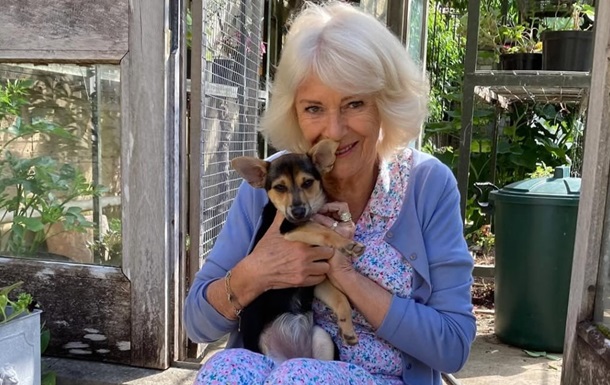 Королева Камілла взяла нового улюбленця з притулку