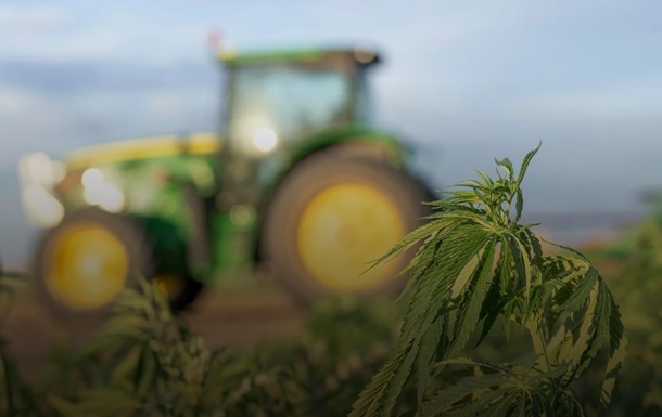 В Украине нынче зарегистрировано 38 предприятий по выращиванию конопли