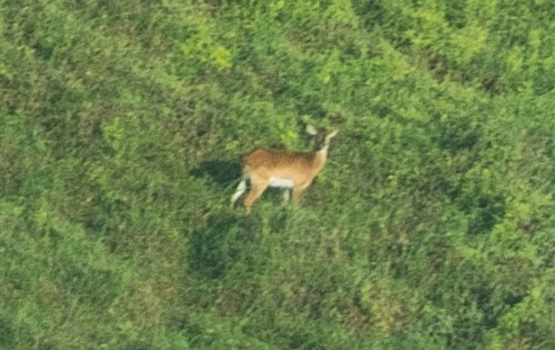 Исчезающий вид антилоп впервые сфотографирован живым с 1940 года