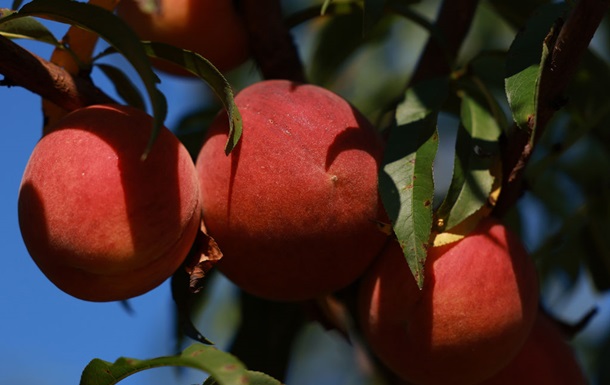 Заморозки знищили до 100% врожаю персиків і абрикосів