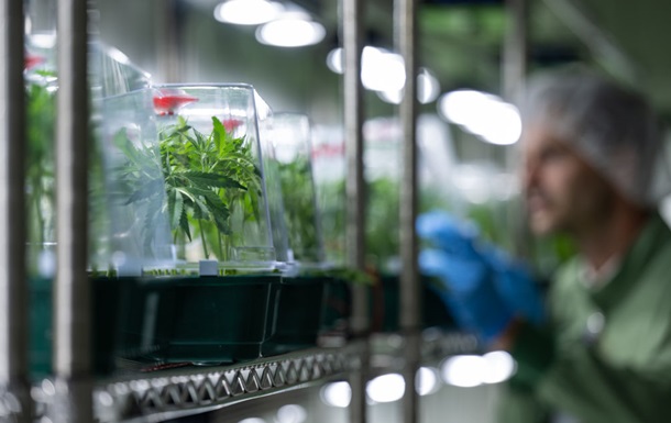 В Украину впервые разрешили импорт медицинского каннабиса