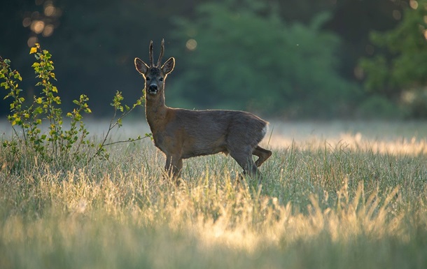 Гороскоп для всіх знаків зодіаку на 5 червня 2025 року