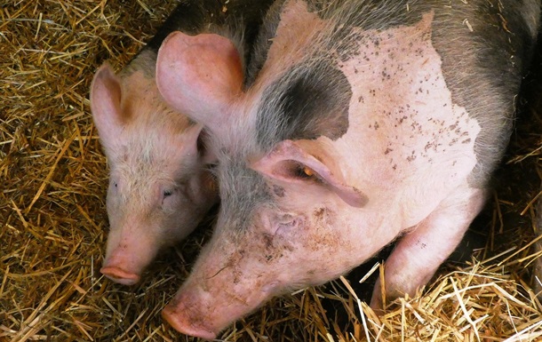 У Чехії через відключення електрики загинули 800 свиней