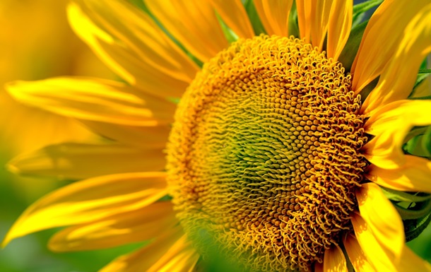 Гороскоп для всех знаков зодиака на 11 июня 2025 года