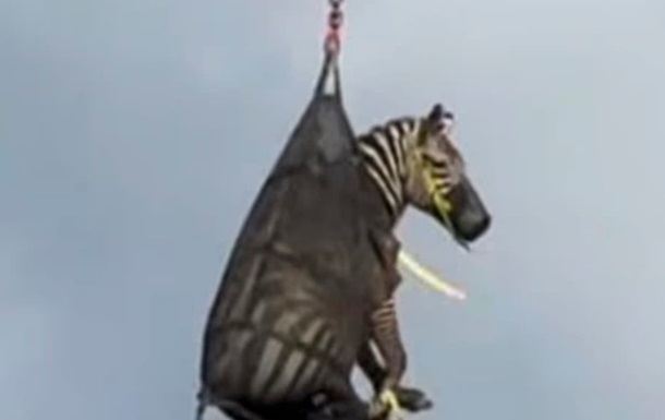 Тиждень на волі: зебра з Теннессі підкорила інтернет