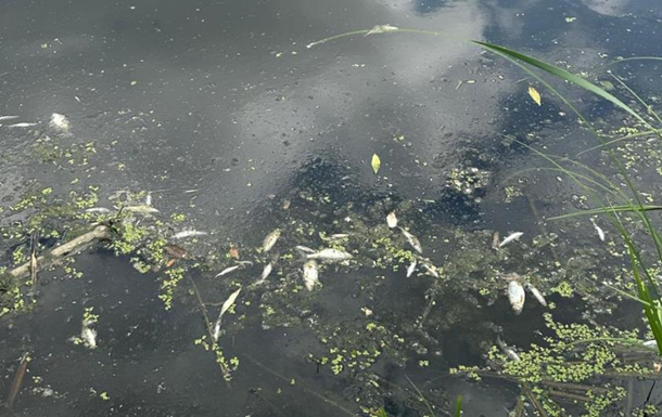 На Житомирщині у річці Случ загинуло 28 тонн риби