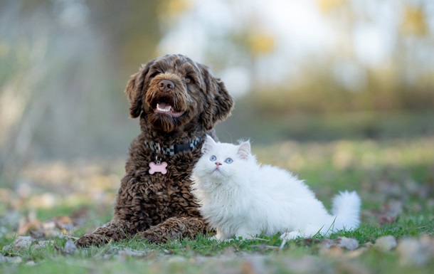 Опендатабот: У 2025 році зросла кількість справ про жорстокість щодо тварин