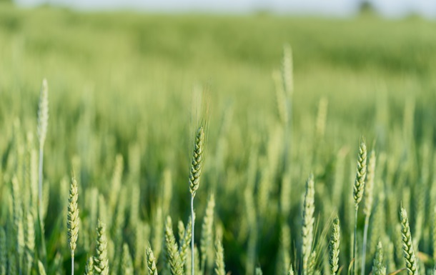 В Україні зібрали перші 35 тис. тонн зерна