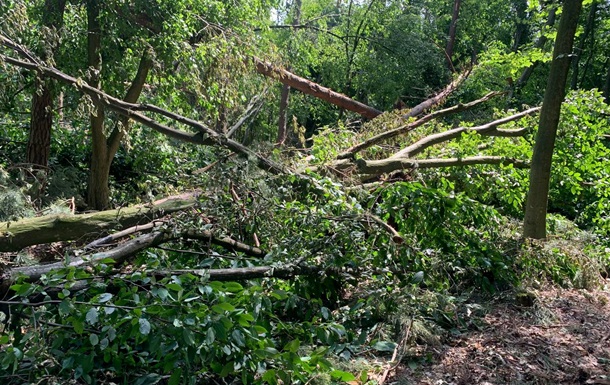 Буревій знищив понад 700 га лісу на Рівненщині