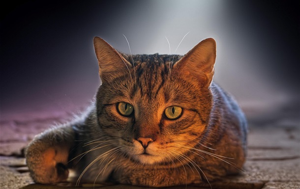 Гороскоп для всех знаков зодиака на 24 июня 2025 года