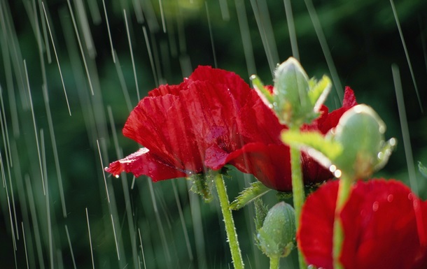 Украину накроют дожди и грозы