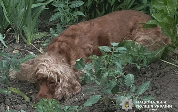 В Тернополе выбросили собаку с восьмого этажа: возбуждено уголовное дело