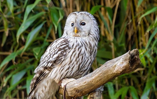 Гороскоп для всіх знаків зодіаку на 26 червня 2025 року