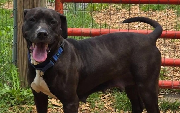 У США пес передбачив епілептичний напад і став зіркою притулку