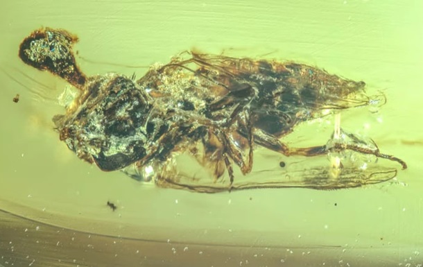 У бурштині знайшли скам янілості комах епохи динозаврів