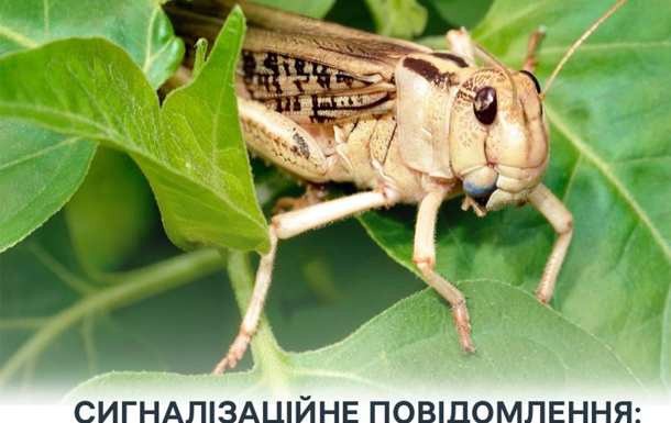 Злісні вегетаріанці: на Херсонщині виявили нашестя сарани 