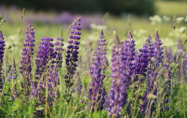 Гороскоп для всіх знаків зодіаку на 1 липня 2025 року