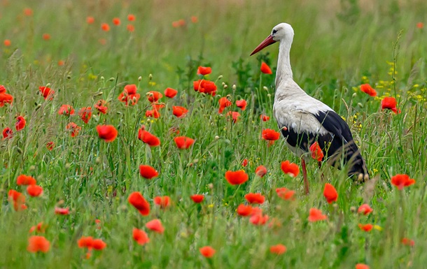 Какая будет погода в начале июля: прогноз синоптиков