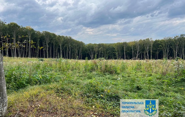 Шкода на 57 млн: на Тернопільщині незаконно вирубали понад 6000 дерев