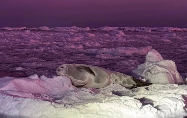 Полярники зафиксировали тюленя на фоне  черничного  неба