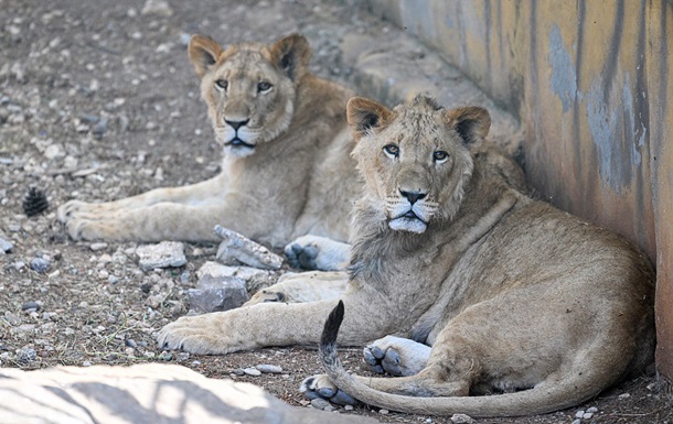 Лев сбежал из зоопарка в Турции и напал на мужчину