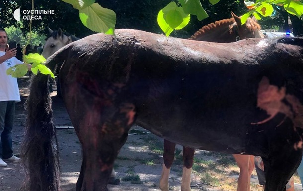 Росіяни вдарили дронами по стайні в Одесі: одна тварина загинула