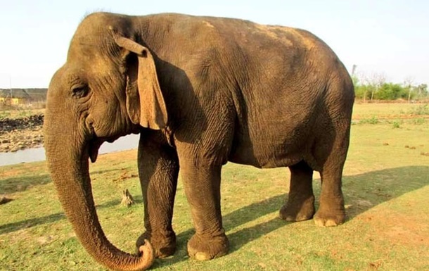 В Индии умерла самая старая слониха Азии