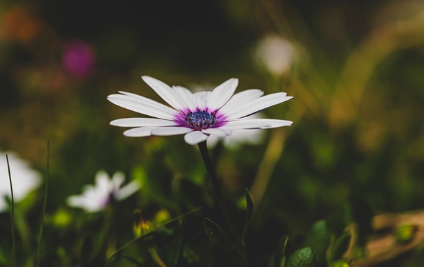 Гороскоп для всіх знаків зодіаку на 17 липня 2025 року