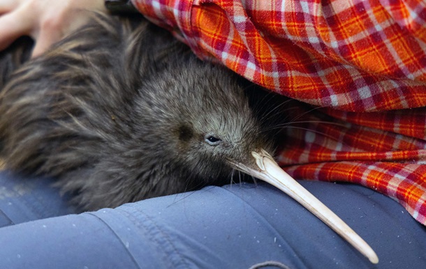 У Новій Зеландії знайшли пташку, яку вважали вимерлою 50 років