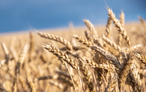 У Мінагрополітики знизили прогноз врожаю зернових на 5%