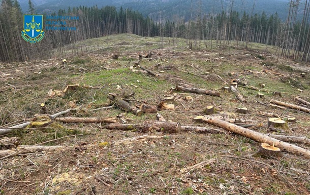 Чергова вирубка лісу у Карпатах призвела до 56 млн грн збитків