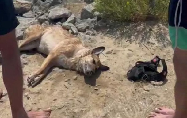 В Одесской области спасли собаку, которую хозяин пытался утопить в море