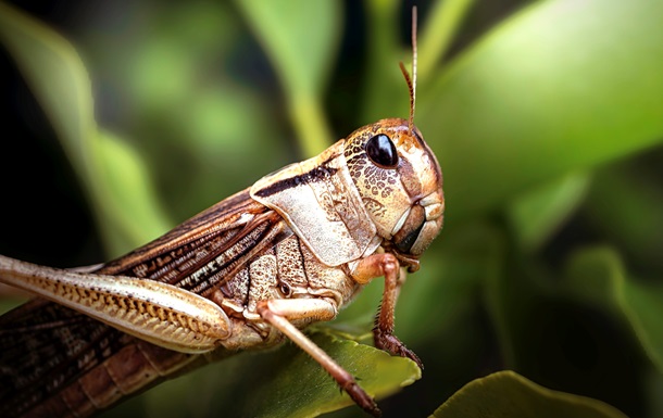 В Украине введён режим борьбы с саранчой