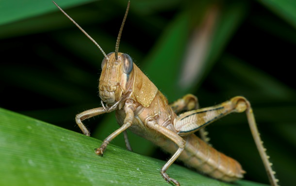 В Херсонской области локализовали вспышку саранчи