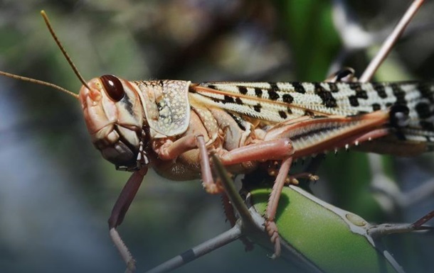 Кто под угрозой. Нашествие саранчи в Украине